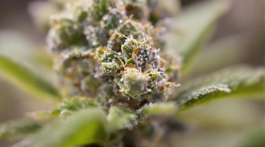 Blue Gelato CBD : Saveurs exquises, relaxation et clarté mentale