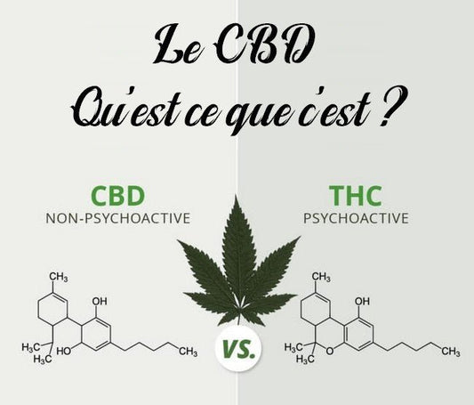 Qu’est-ce que le CBD ? Guide complet pour les débutants