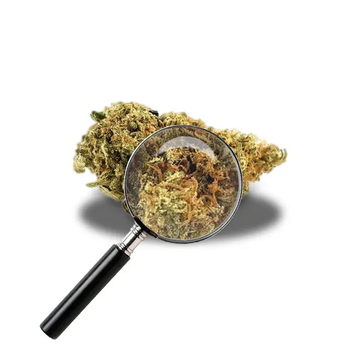 fleur de bruce banner avec loupe