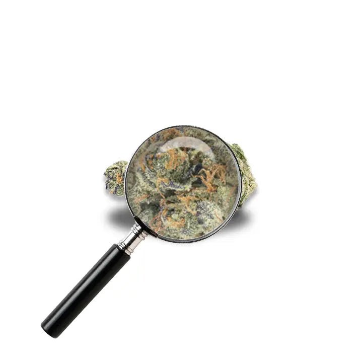 fleur GMO avec loupe
