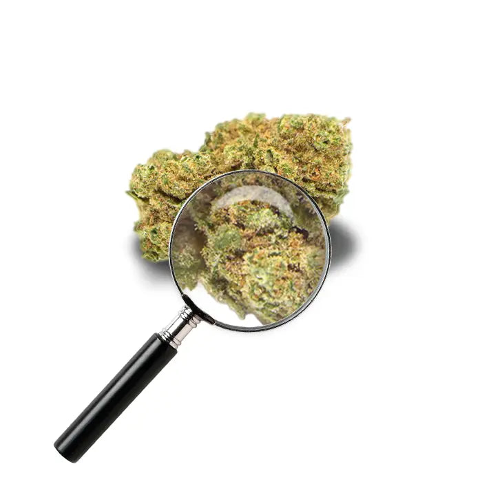 fleur d'amnesia avec loupe