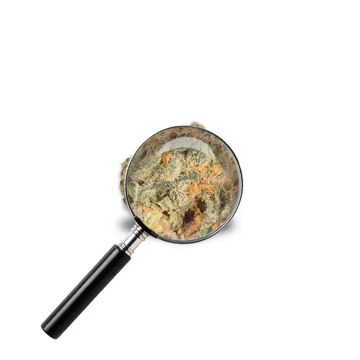 fleur Apple Fritter avec loupe