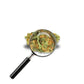 fleur Biscotti Mintz avec loupe