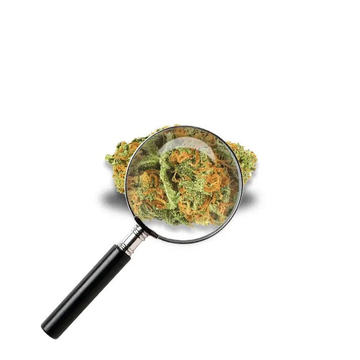 fleur Biscotti Mintz avec loupe