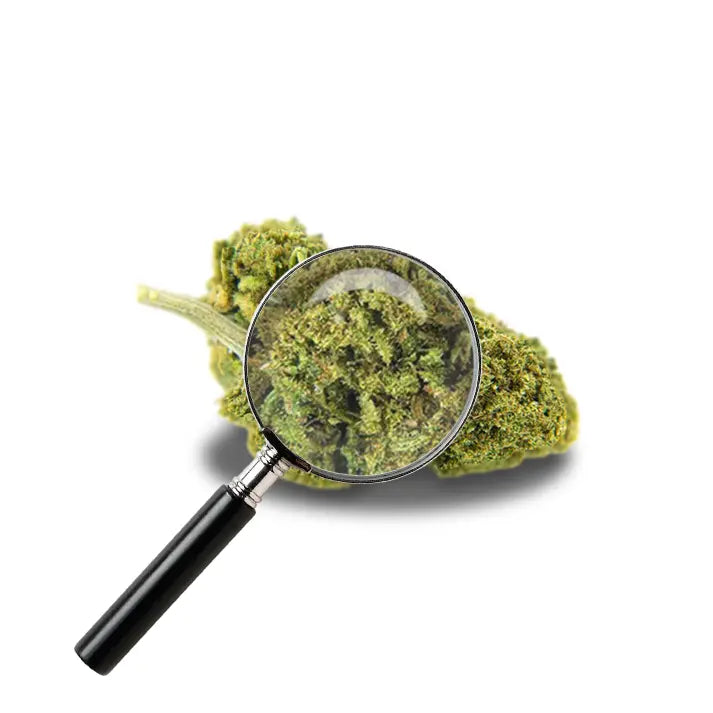 fleur de cannatonic avec loupe