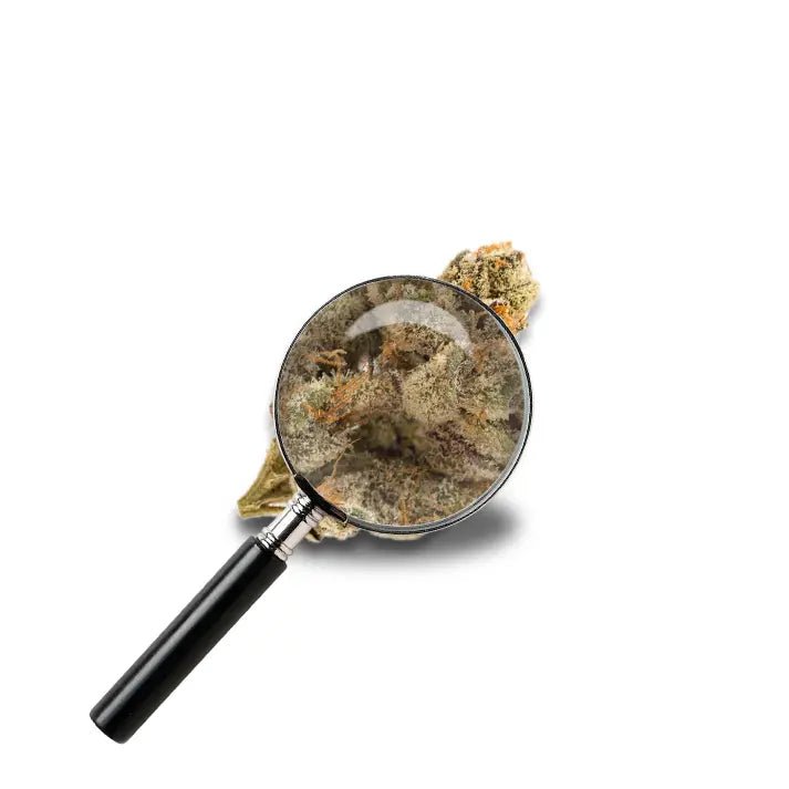 fleur Do Si Dos avec loupe