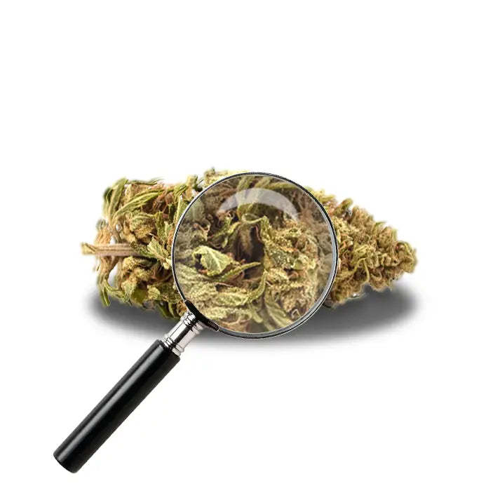 fleur de floki avec loupe