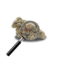 fleur de master avec loupe