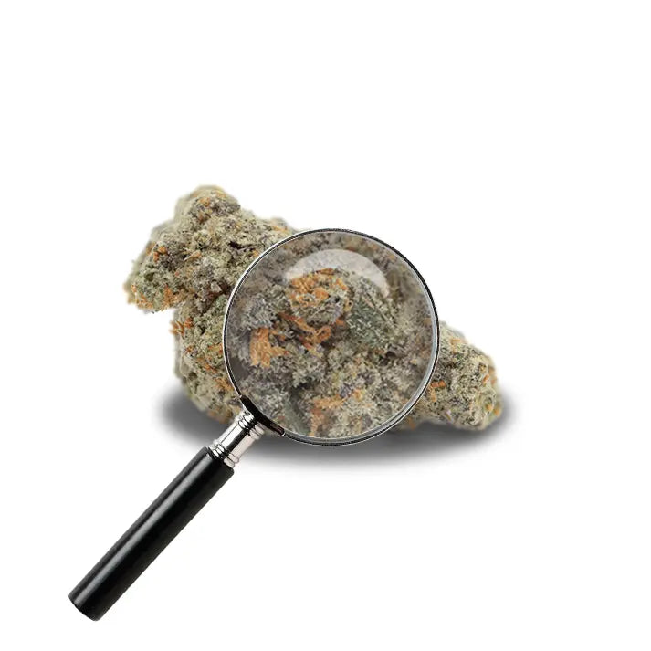 fleur de master avec loupe