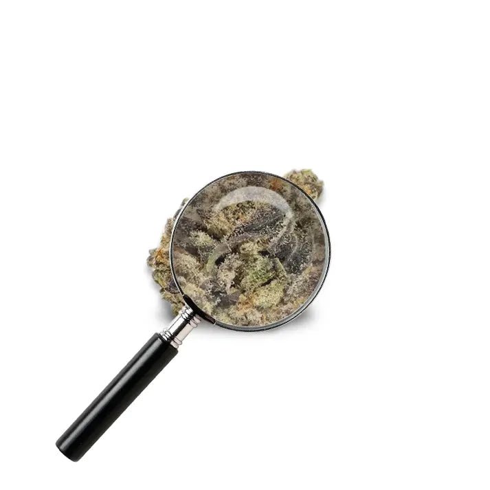 fleur mimosa evo avec loupe