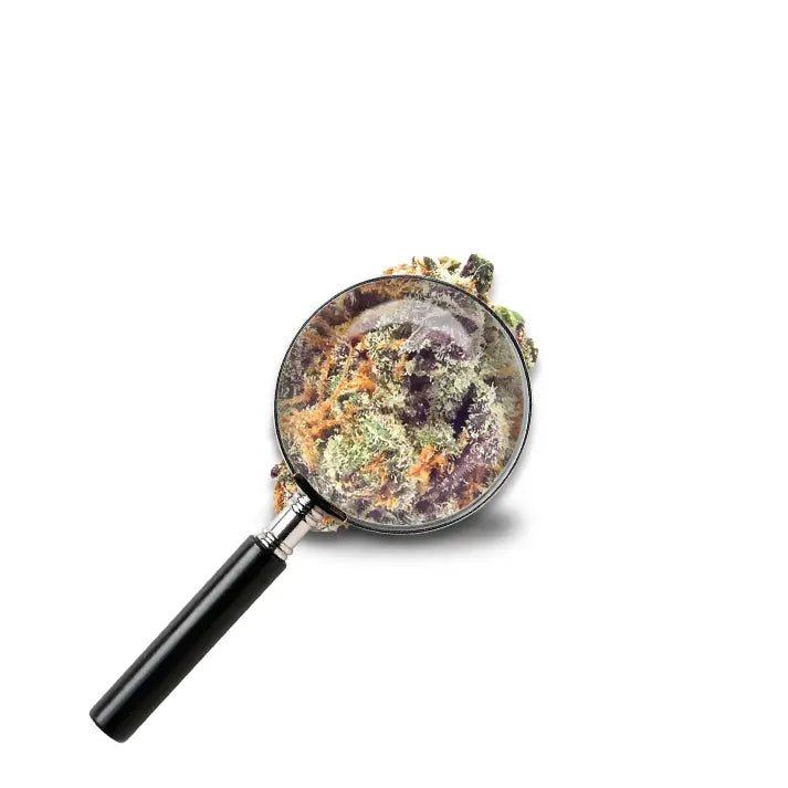 fleur Mimosa Weed avec loupe