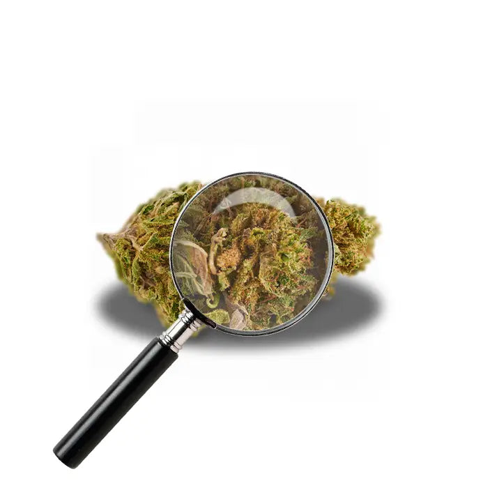 fleur de northern lights avec loupe