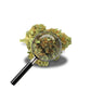 fleur d'orange bud avec loupe