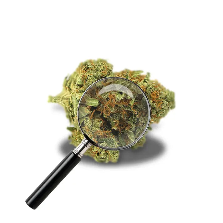 fleur d'orange bud avec loupe