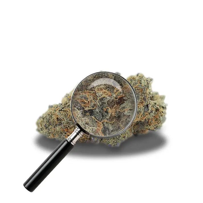 fleur d'orangello avec loupe
