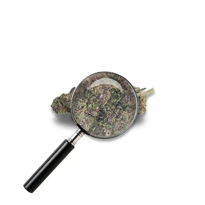 fleur Purple Punch avec loupe