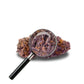 fleur de purple haze avec loupe