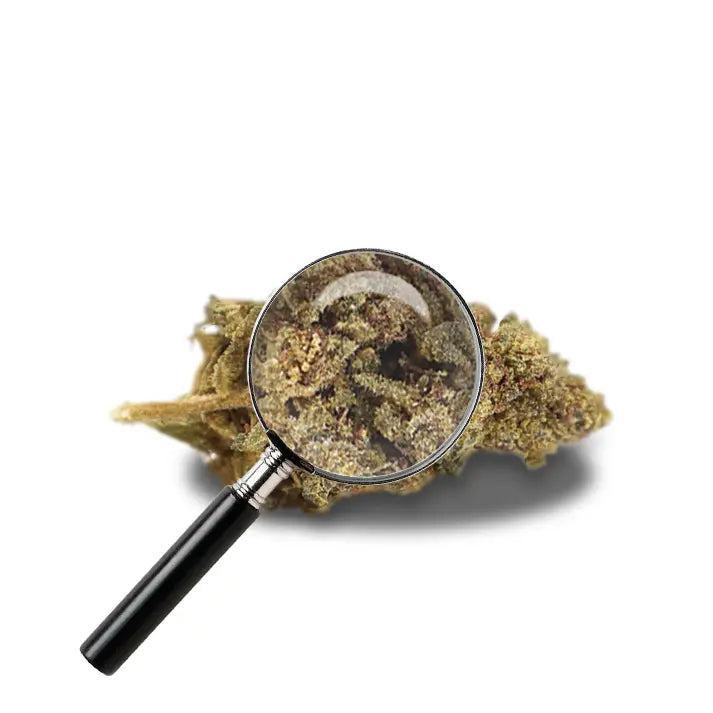 fleur de rock'n'berry avec loupe