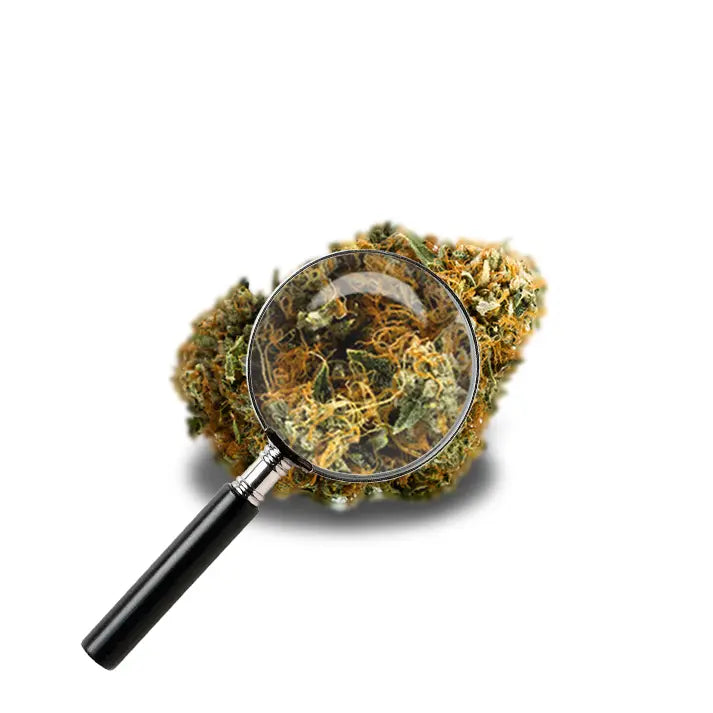 fleur de skywalker avec loupe