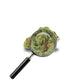 fleur Sour Diesel avec loupe
