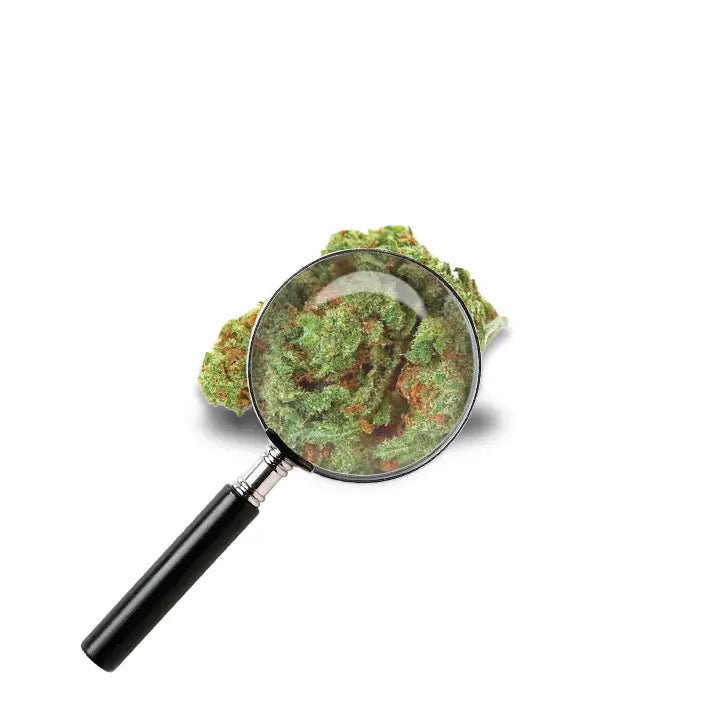fleur Sour Diesel avec loupe