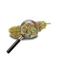 fleur de strawberry avec loupe