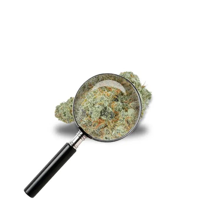 fleur Sugar Cookie avec loupe