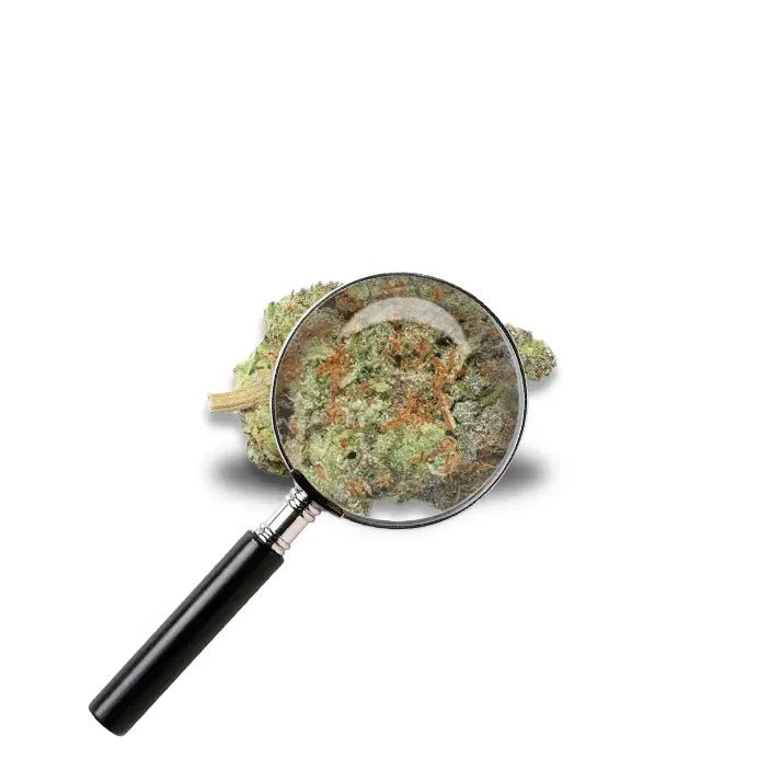 fleur Tropicanna Banana avec loupe