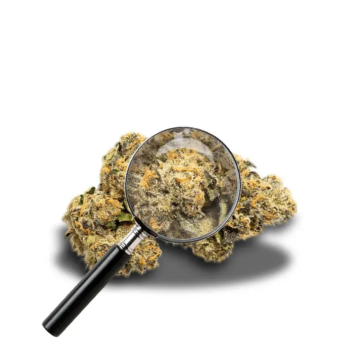fleur de trump avec loupe