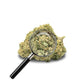 fleur de zkittlez avec loupe